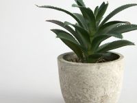 Суккулент Terni I