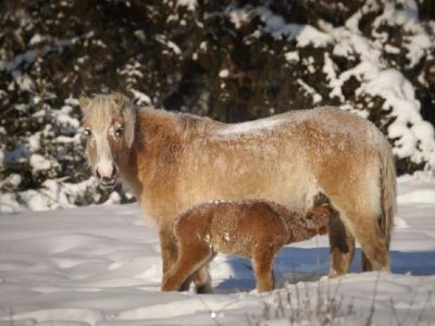 Фотофакт. В Сунтарском улусе Якутии родился ранний жеребенок