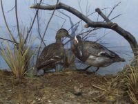 Буйский краеведческий музей им. Т. В. Ольховик