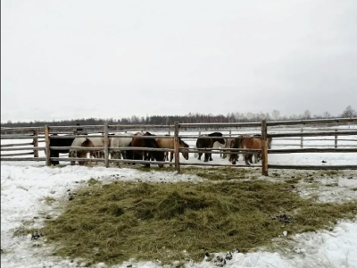 СХПК «Дьөhөгөй» стал племенным репродуктором по разведению лошадей якутской породы