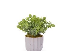 Цветок Pontegrande