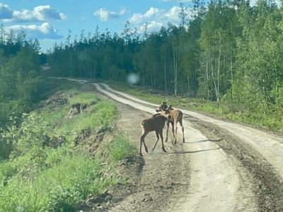 Лосиху с двумя детенышами сняли на видео в Якутии