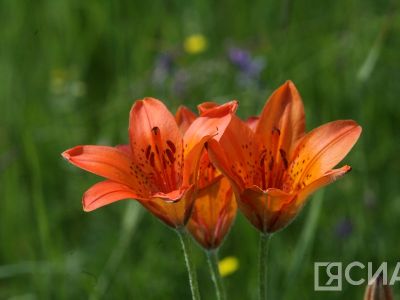 В Якутии в честь Дня сарданы проводят онлайн-выставку