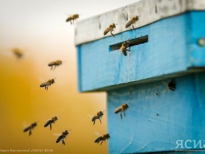 В Якутию доставят 250 пчелосемей из Удмуртии