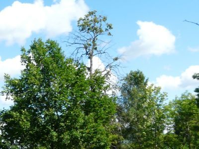 Канал Мельничный