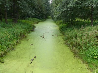 Дача Виельгорских («Павлино»)
