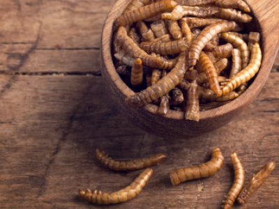 Блюда из насекомых могут ввести в меню некоторых школ Великобритании