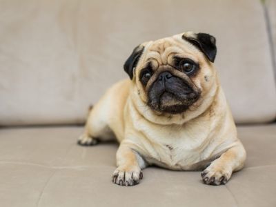 В Якутии раскрыли серию мошенничеств при онлайн-продаже породистых щенков