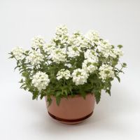 Вербена ампельная Обсешн Каскад Вайт (уп-1000шт) (Профи)