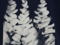 Футболка из хлопка с принтом