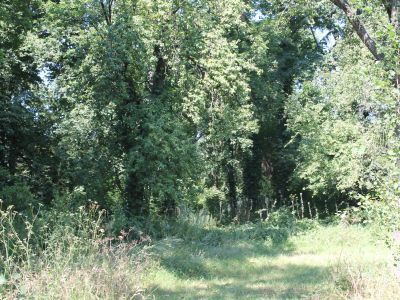 Сад Боткиных