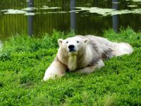 Государственный Большереченский зоопарк имени В.Д. Соломатина