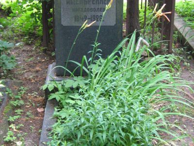 Могила Ашенбреннера Михаила Юльевича (1842-1926)