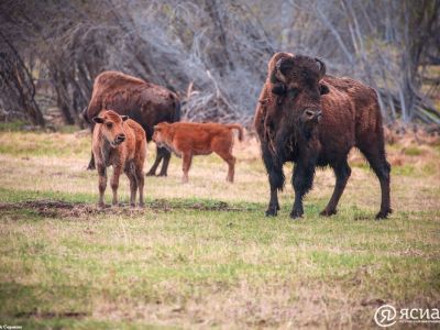 В питомнике лесных бизонов «Усть-Буотама» открыли летний туристический сезон