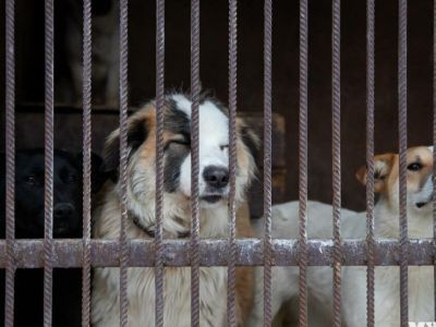 Мобилизованные могут оставить домашних животных в приюте