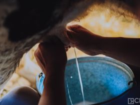 День сайылыка в Якутии: прогулка по летней ферме в Намском улусе