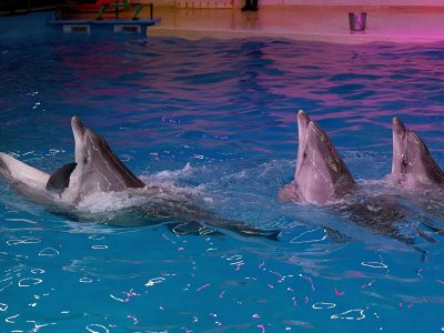 Билеты на Шоу дельфинов (Нижегородский дельфинарий) / Событие | Афиша | ИнфоТаймс