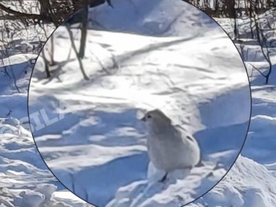 В питомнике Горного района Якутии обнаружили необычно крупных пуночек