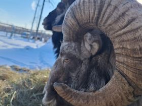 Кочевая семья Сыроватских: Традиции воспитания и успехи на соревнованиях