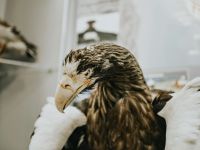 Невельский историко-краеведческий музей