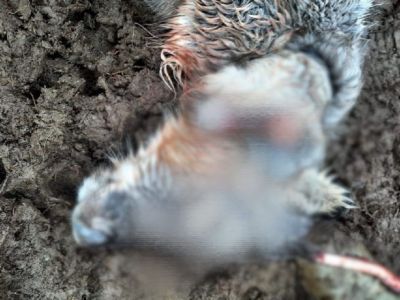 В селе Юрюнг-Хая Анабарского района забили двухголового оленя