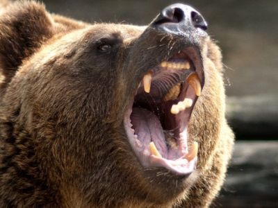 В Вилюйском районе Якутии медведь задрал коров и лошадь