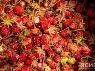 В Якутии установлены сроки сбора ягод и плодов