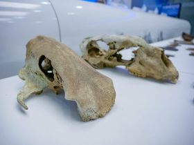 Подведены итоги морской арктической экспедиции в заповедник «Медвежьи острова»