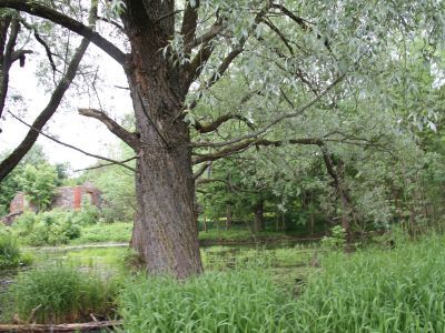 Усадебный парк