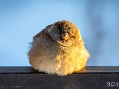 ФОТОРЕПОРТАЖ. Покормите птиц зимой