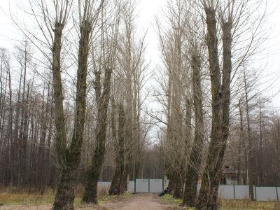 Парк б. фермы Ольденбургского