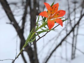 Якутянка создаёт из полимерной глины удивительно реалистичные цветы
