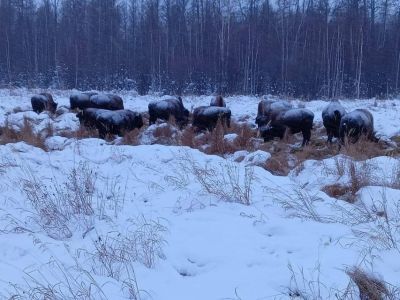 В Якутии появилось новое потомство свободноживущих бизонов