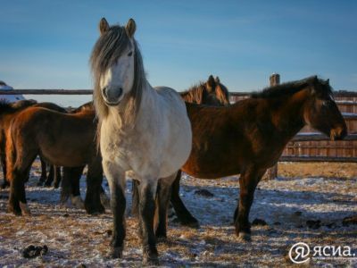 В Якутии выделят средства на внедрение научных разработок в сельское хозяйство