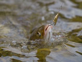 Рыбалка на реках Алдан, Томпо, Хандыга, Барайы, Тукулан, Келя, Тумара