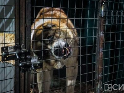 Эксперты о безнадзорных собаках в Якутии: Подход должен быть гуманным, но эффективным