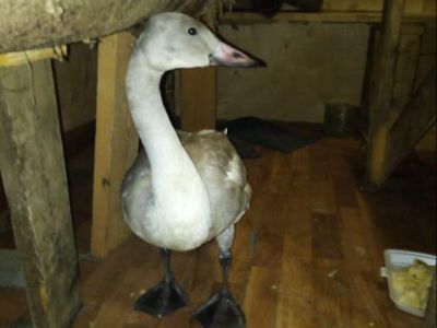 В Оймяконском районе золотодобытчики спасли погибающего лебедя