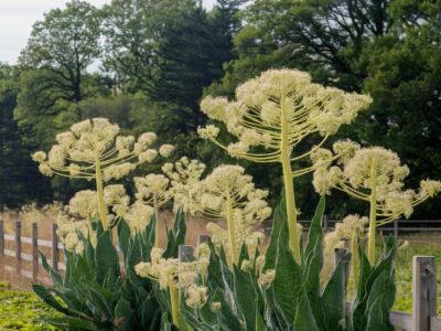 Всех владельцев земельных участков обязали бороться с борщевиком