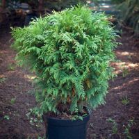 Туя западная Вудварди (С7,5 Н40-50)