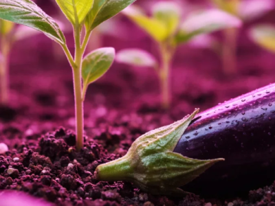 Когда сажать баклажаны на рассаду в 2026 году: сроки и регионы