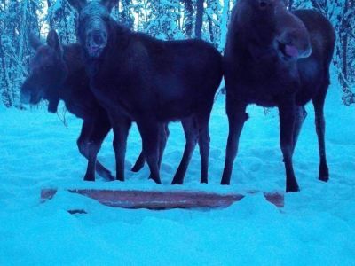 В нацпарке «Ленские столбы» на камеры фотоловушки попало семейство лосей