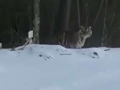 Амурский тигр в Якутии: видео с животным прокомментировали в Минэкологии