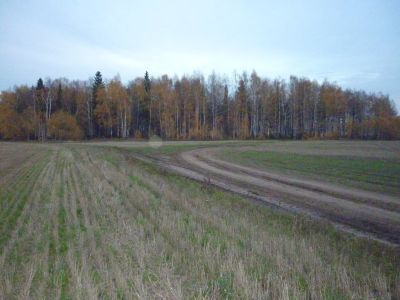 Священная роща