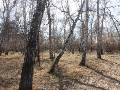 Парк, в котором профессором А.В. Вознесенским были высажены все породы деревьев Восточной Сибири