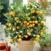 Мандарин-мини (Microcarpa Calamondin)