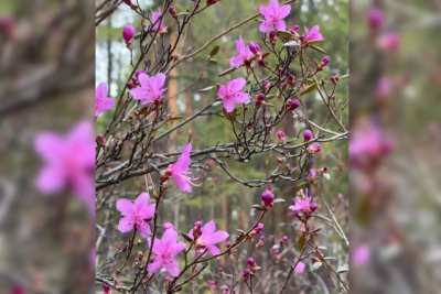 Якутская сакура расцвела в Амгинском районе / Нарыйа Пахомова   