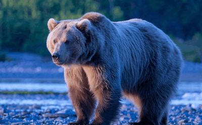 Медведь напал на мужчину в Якутии / ЯСИА   Республика Саха (Якутия)