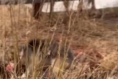 Стая собак загрызла жеребенка в центре Олекминска / Николай Борисов   