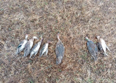 Охотник отстрелил краснокнижных уток в Мегино-Кангаласском районе / Майя Гоголева  Мегино-Кангаласский Республика Саха (Якутия)