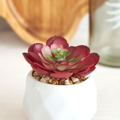 Суккулент Siano